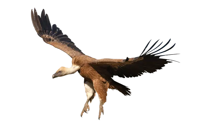 Vulture in flight