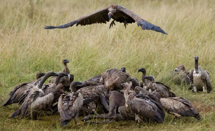 Vultures feeding on the ground as another lands