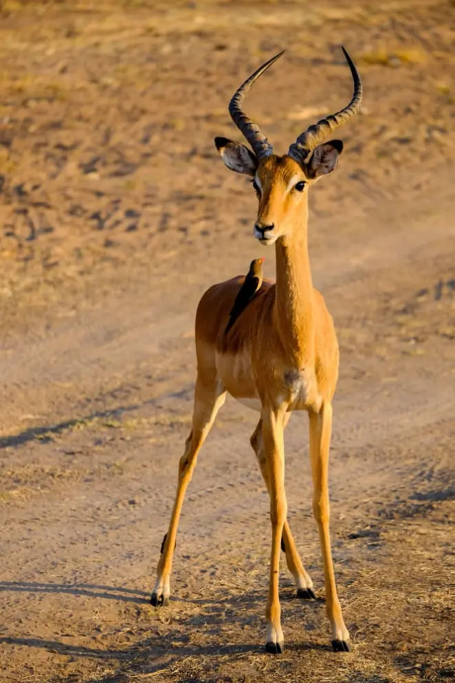 Impala standing on a dirt track