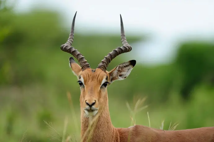 Close-up of an impala ram with curved horns