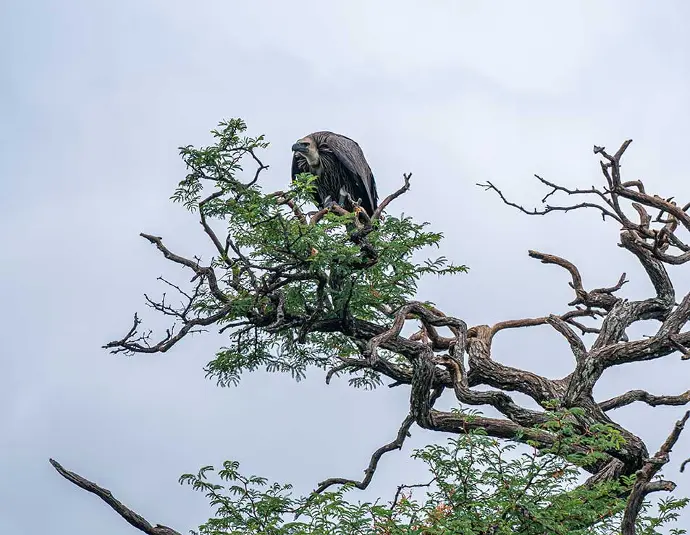 Vulture perched in a tree
